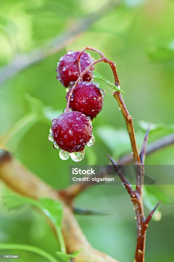 Hawthorn branch - Foto stock royalty-free di Albero