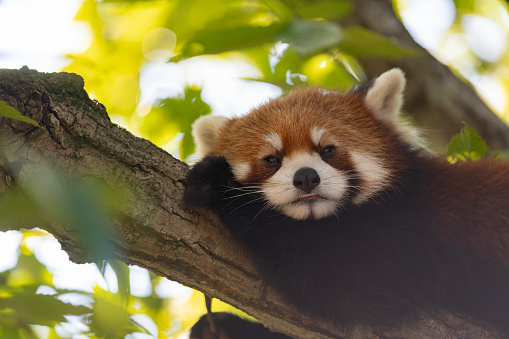 Red panda relaxing on a tree