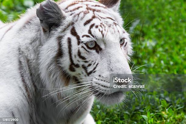 Tigre Blanco Foto de stock y más banco de imágenes de Agresión - Agresión, Almohadillas - Pata de animal, Animal