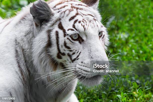 Tigrebranco - Fotografias de stock e mais imagens de Agressão - Agressão, Animal, Animal Cativo