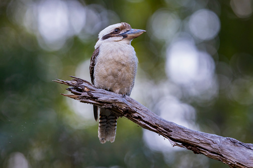 The laughing kookaburra is a bird in the kingfisher subfamily. It is a large robust kingfisher with a whitish head and a brown eye-stripe. The upperparts are mostly dark brown but there is a mottled light-blue patch on the wing coverts.