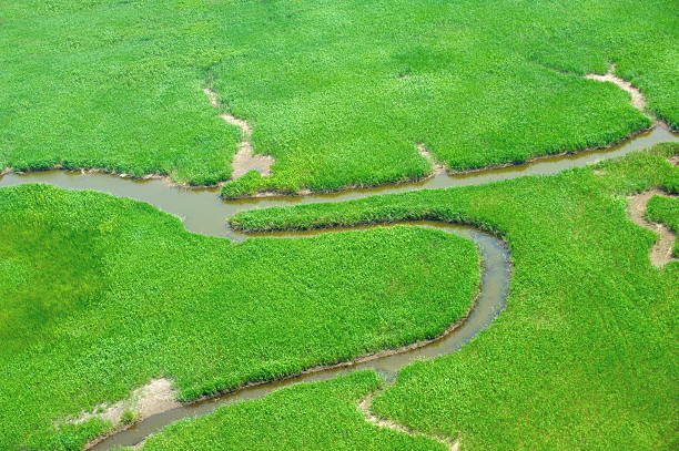 istock Marshes in wetlands 178173075