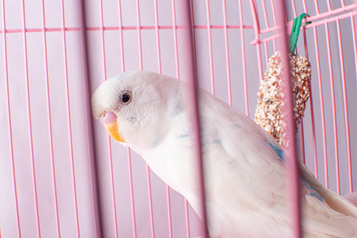 A white budgie looks out of a pink cage. High quality photo