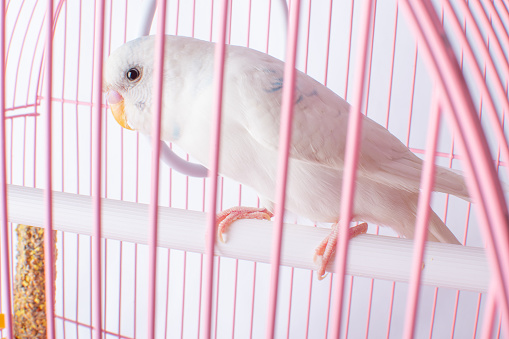 A white budgie sits in a pink cage. High quality photo