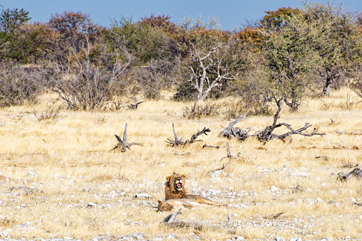 Lion in the Etosha National Park