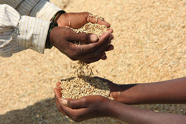 Helping Hands India Rural woman Giving Paddy rice cereal plant stock pictures, royalty-free photos & images