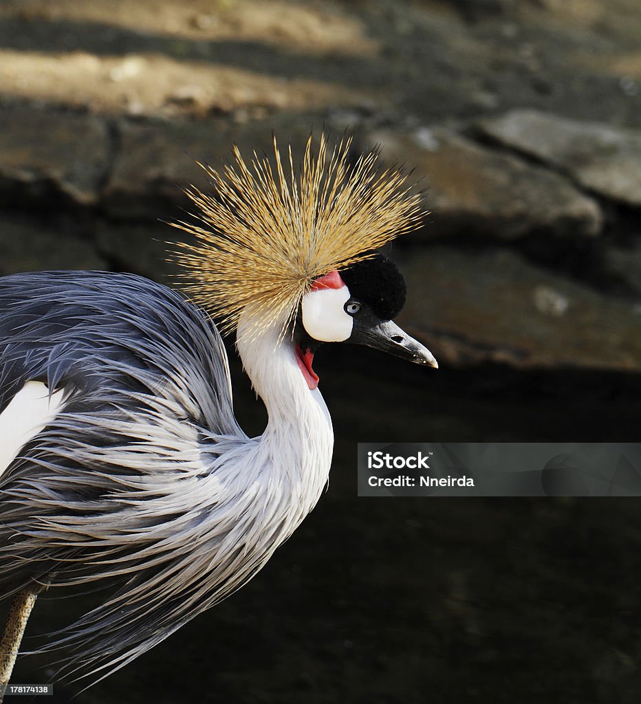 Balearica regulorum - Lizenzfrei Afrika Stock-Foto