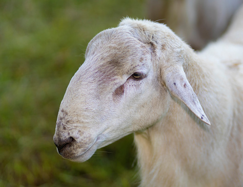 Portrai of a a white Katahdin sheep ram on a grassy paddock