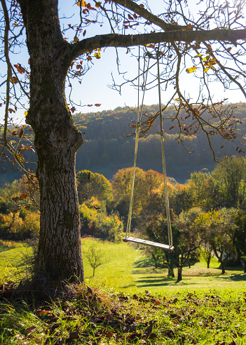 swing with ropes hanging off a walnut tree in autumn