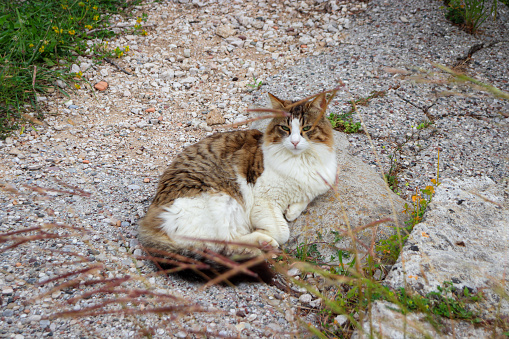 Beautiful cat resting by the sea