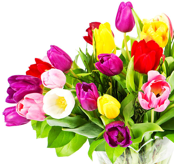 Vase full of tulips stock photo