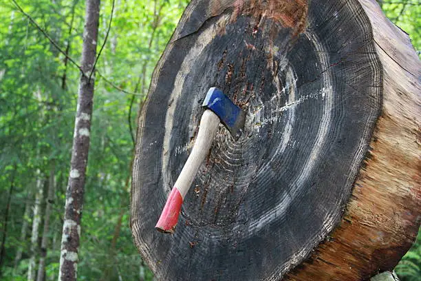 A hatchet is thrown into a log target. It hits the centre mark, making it a perfect throw.