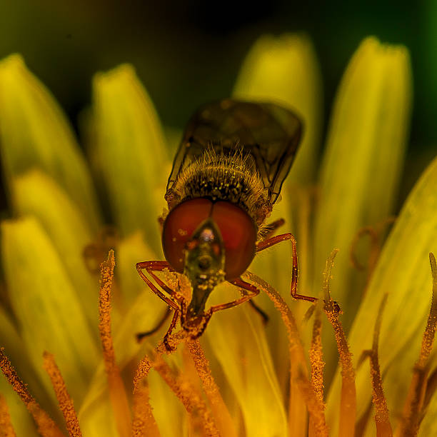 Hoverfly eating pollen stock photo