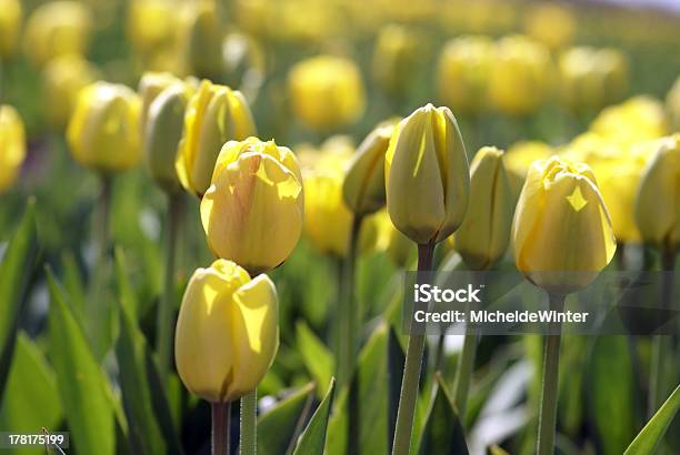 Yellow Tulips Stock Photo - Download Image Now - Blossom, Colors, Flower