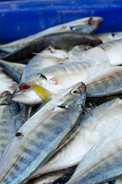 istock Fresh mackerel fish on ice in the market 178175201