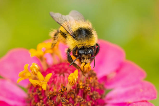 istock Bumblebee on a flower macro. Bumblebee collects flower nectar.. 1781752513