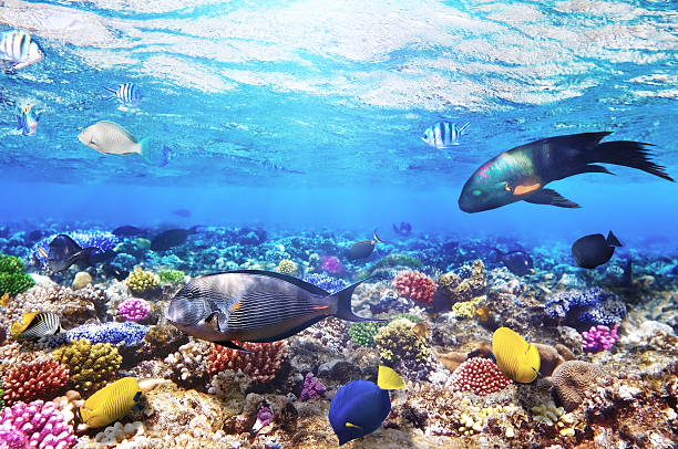 istock Coral and fish in the Red Sea.Egypt 178175687