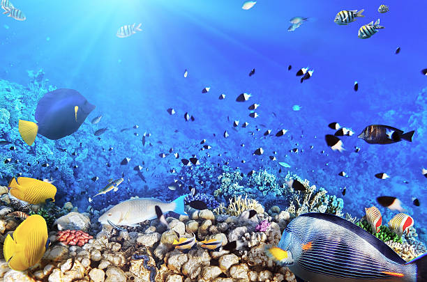 istock Coral and fish in the Red Sea.Egypt 178175688