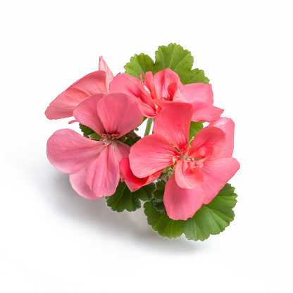 Pink geranium flower blossoms with green leaves isolated on white background, geranium flower template concept. Close up view