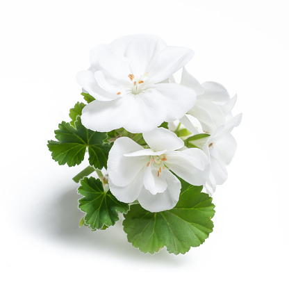 White geranium flower blossoms with green leaves isolated on white background, geranium flower template concept. Close up view