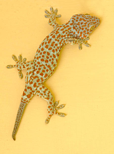 istock Gecko portrait at the wall 178175780