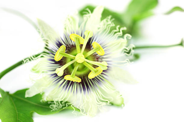 istock Passion flower of Indian Subcontinent 178175782
