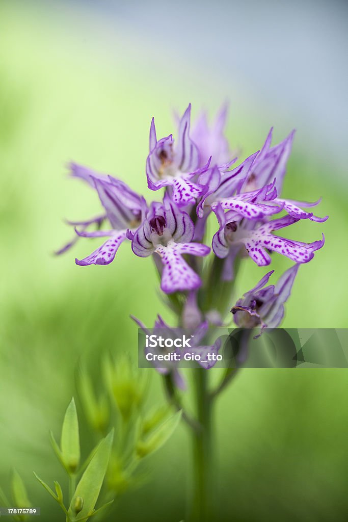 Wild Orquídea: Neotinea tridentata - Royalty-free Alpes Europeus Foto de stock