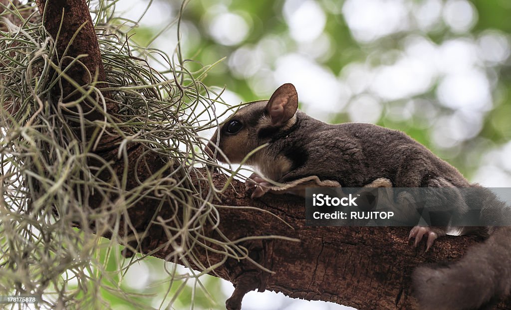 Pequena possum ou Petauro-do-açúcar - Royalty-free Animais caçando Foto de stock