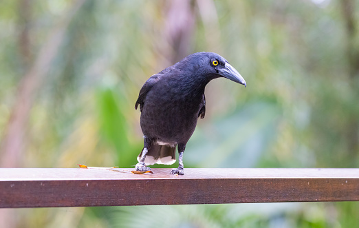 Currawongs are three species of medium-sized passerine birds native to Australia. These are the grey currawong, pied currawong, and black currawong.