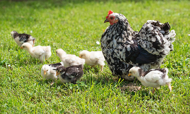 hen with chicks hen with its baby chicks in grass battery hen stock pictures, royalty-free photos & images