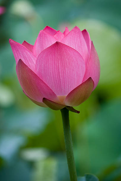 Lotus - foto de stock