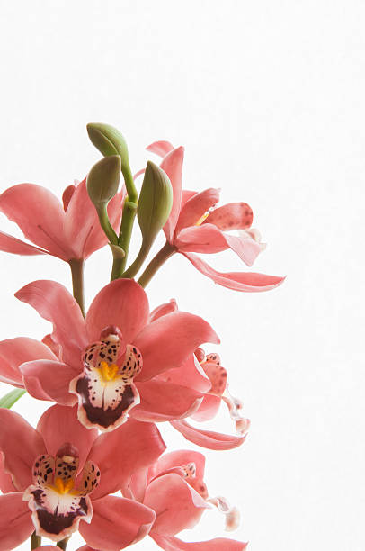 Bouquet of pink cymbidium orchids stock photo