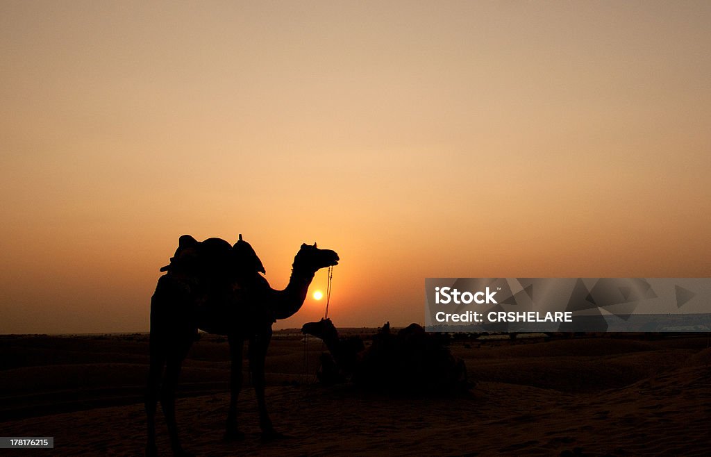 Kamele in der Wüste und Dünen - Lizenzfrei Abenddämmerung Stock-Foto