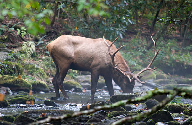 Elk Drinking Water in a Stream stock photo