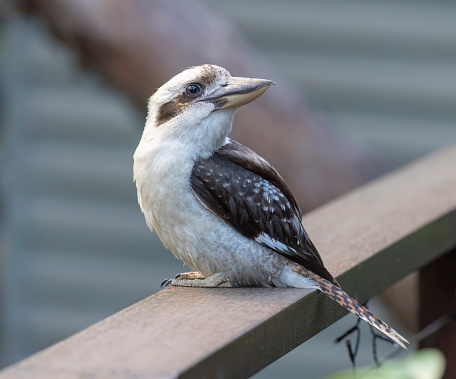 The laughing kookaburra is a bird in the kingfisher subfamily. It is a large robust kingfisher with a whitish head and a brown eye-stripe. The upperparts are mostly dark brown but there is a mottled light-blue patch on the wing coverts.
