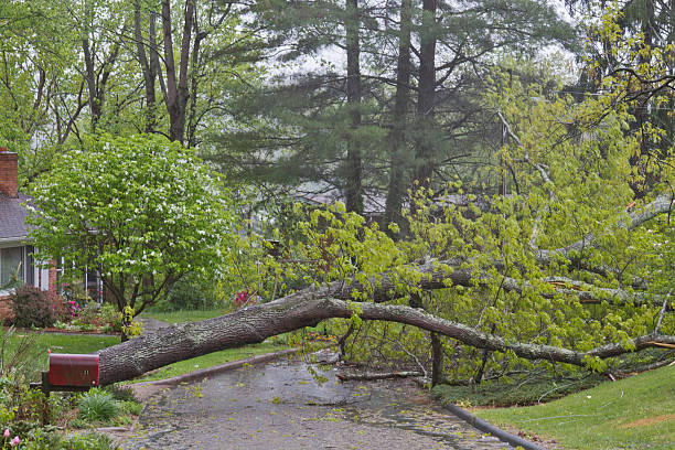 istock Live Oak Falls Across Street 178176337