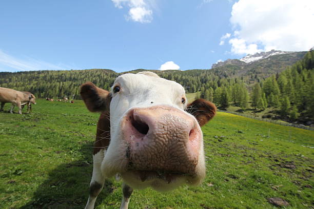 istock Cow on an Alpine Pasture with Fresh Grass, Close-up 178176406