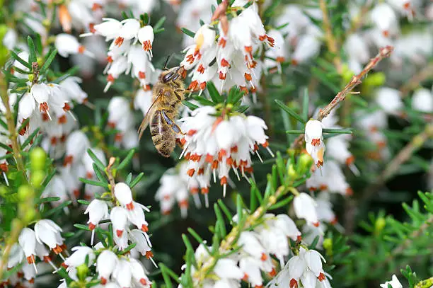 Close up of bee on Erica carnea. White winter /spring heath with small bell-shaped flowers. Blooming plant. Spring