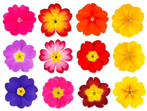 Collection of twelve colorful Primroses Isolated on White Background. Selection of the cute looking red, orange, yellow, pink, blue primrose flowers