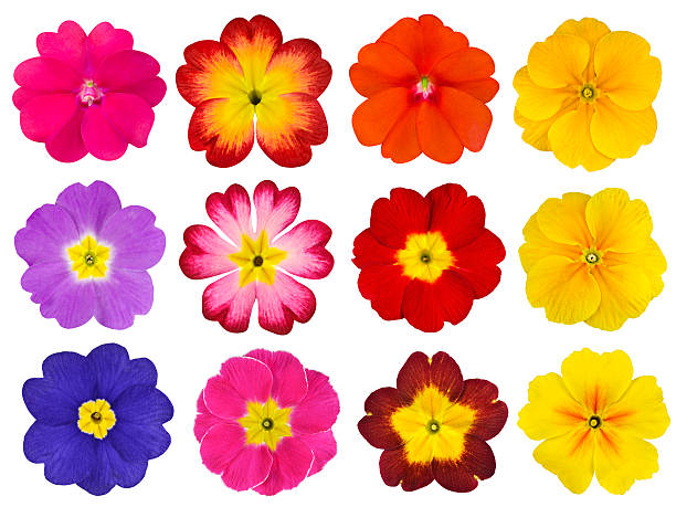 Collection of Colorful Primroses Isolated on White Collection of twelve colorful Primroses Isolated on White Background. Selection of the cute looking red, orange, yellow, pink, blue primrose flowers primula stock pictures, royalty-free photos & images