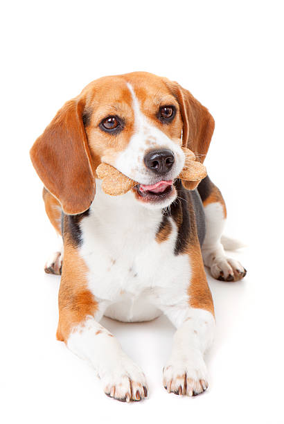 dog with biscuit stock photo