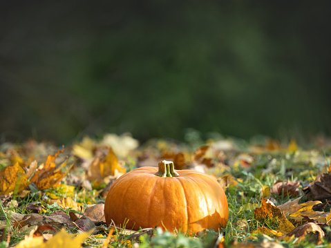 Bright, juicy pumpkins lying against the background of trees. Clear, sunny day. Close-up, outdoors. Congratulations for family, relatives, loved ones, friends and colleagues