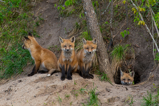 A litter of baby foxes looking at you