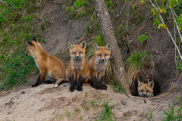 Quartet of baby foxes huddled around opening of burrow A litter of baby foxes looking at you animal den photos stock pictures, royalty-free photos & images
