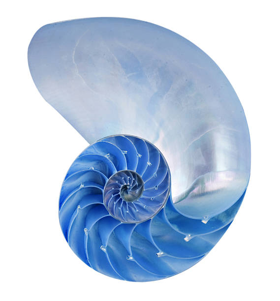 Nautilus shell Nautilus shell isolated on whie stock pictures, royalty-free photos & images