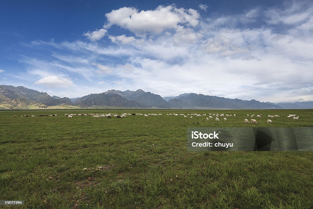 Herde Schafe auf Rasen unter dem blauen Himmel - Lizenzfrei Asien Stock-Foto