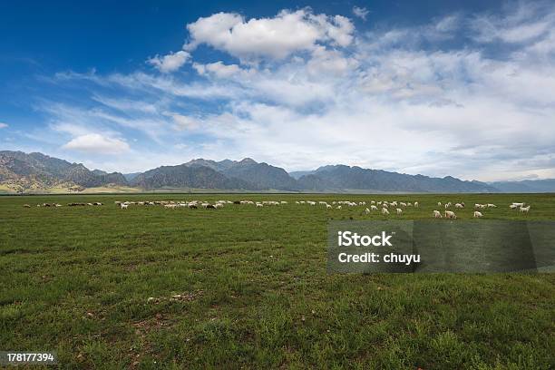 Herde Schafe Auf Rasen Unter Dem Blauen Himmel Stockfoto und mehr Bilder von Asien - Asien, Berg, Blau