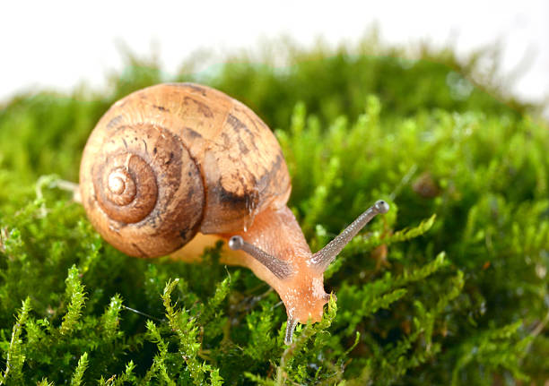 Snail stock photo