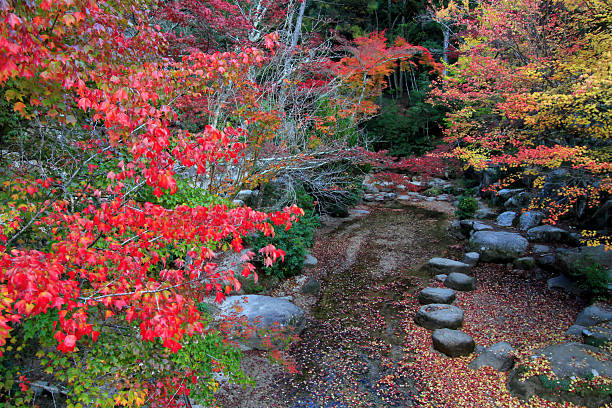 Colorful leaf and tree in japan : Kouyou