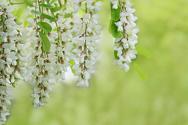 istock Branch of white acacia flowers on green 178178189